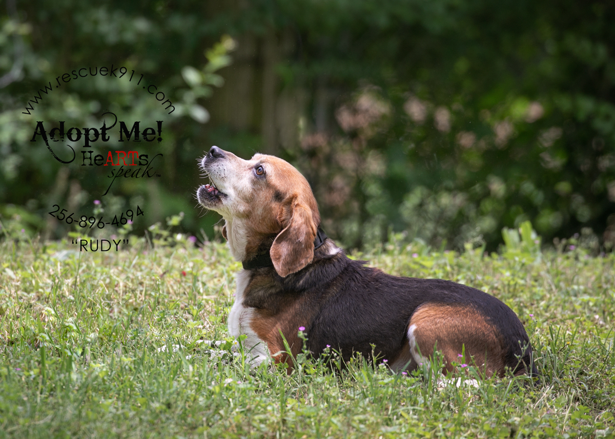 Rudy, Adopted, Adult Male Beagle.