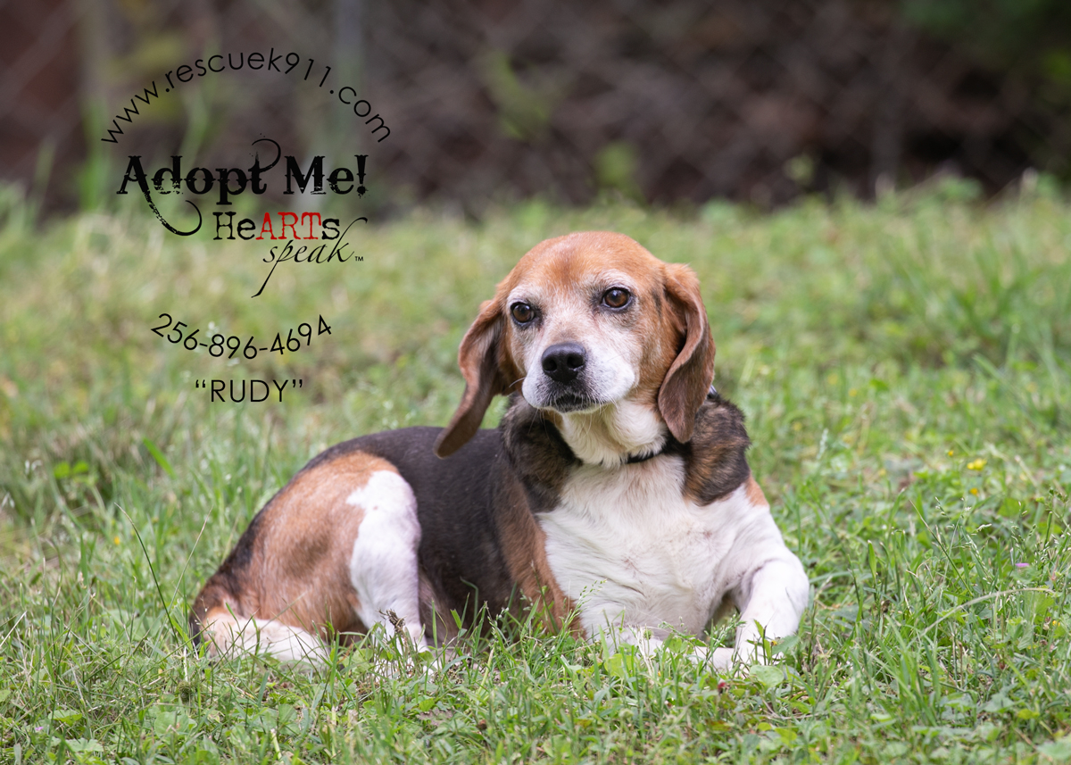 Enlarge Rudy, a Adopted Beagle in Camp Hill, AL image 3/3