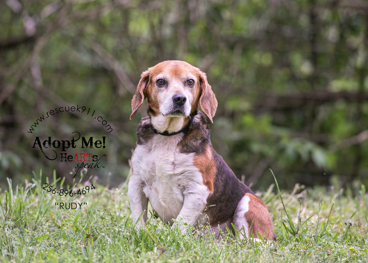 Rudy, Adopted, Adult Male Beagle.