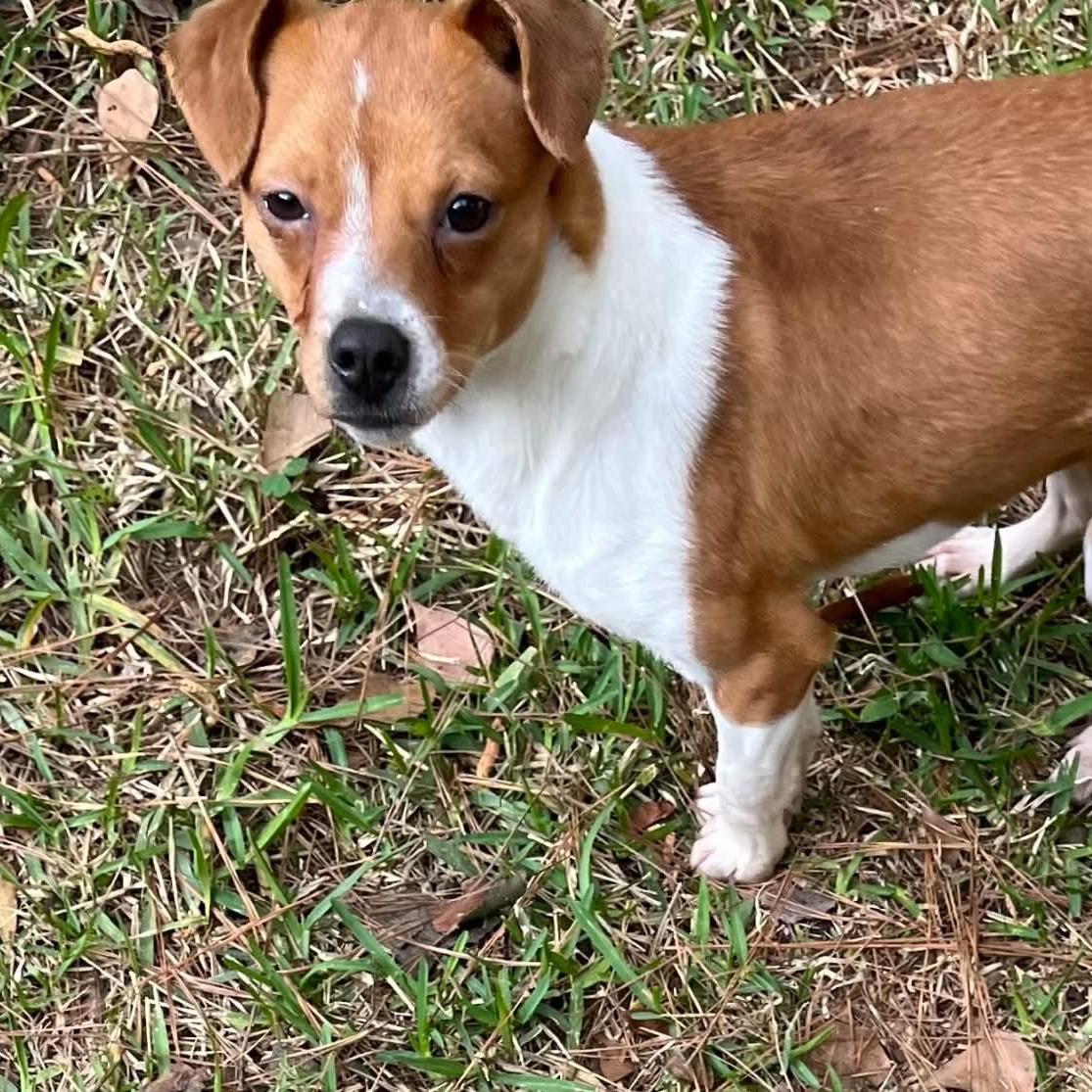 Enlarge Jazzy, a ADOPTABLE Chihuahua in Wando, SC image 6/6