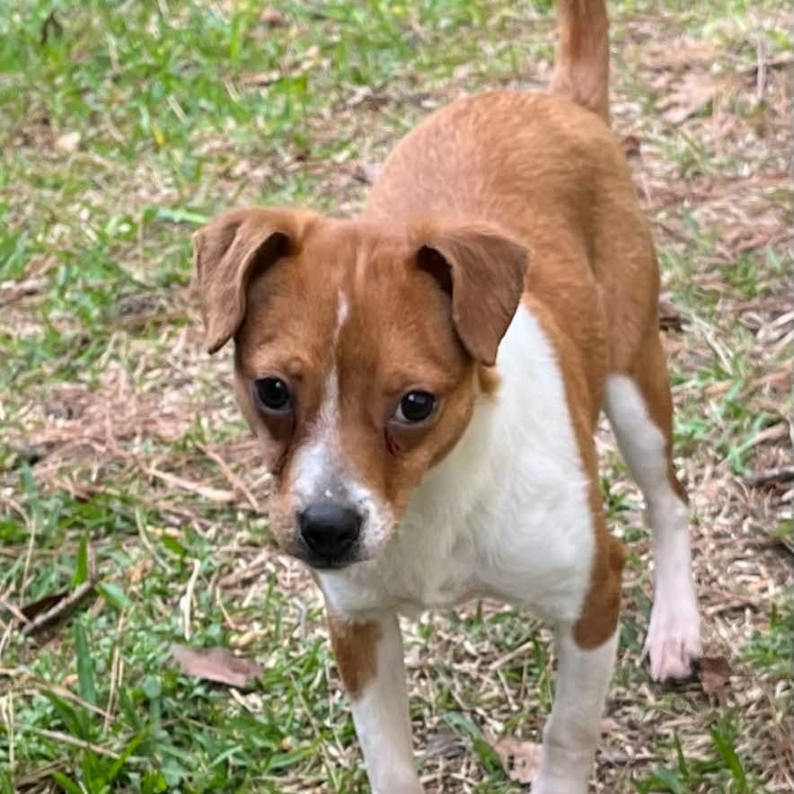 Enlarge Jazzy, a ADOPTABLE Chihuahua in Wando, SC image 1/6