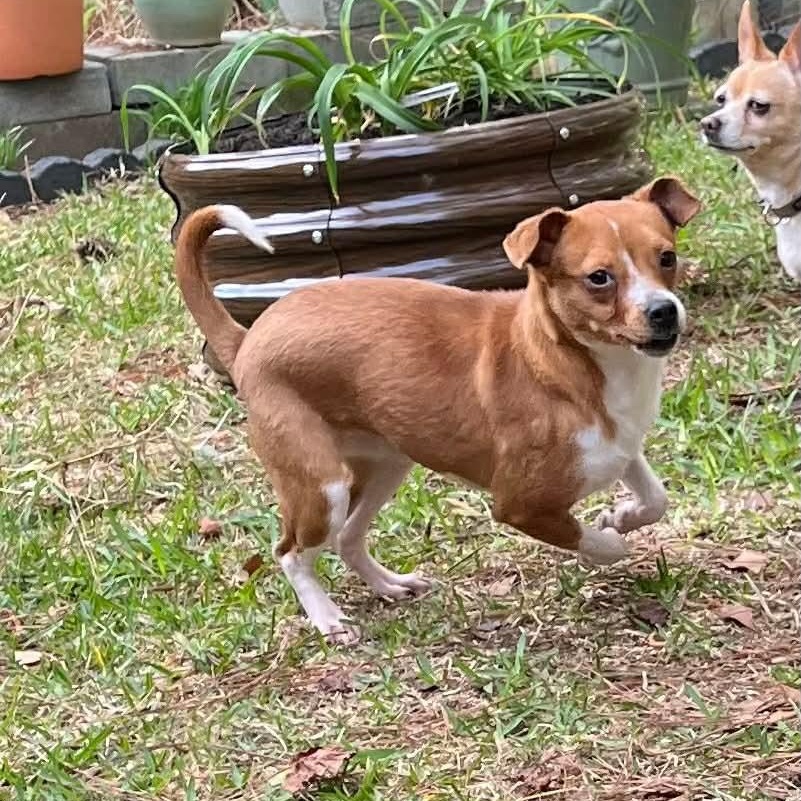 Enlarge Jazzy, a ADOPTABLE Chihuahua in Wando, SC image 4/6