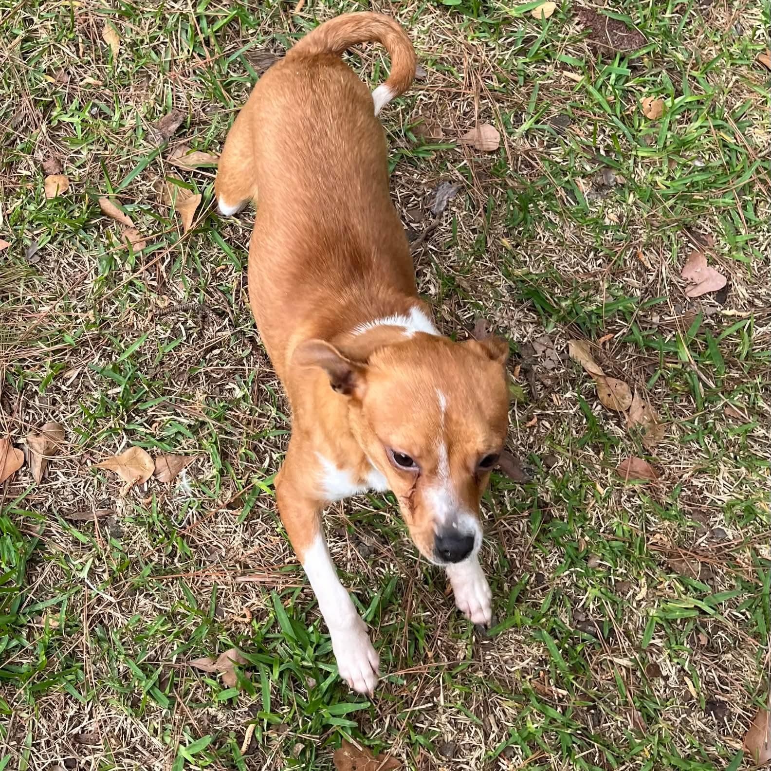 Enlarge Jazzy, a ADOPTABLE Chihuahua in Wando, SC image 3/6