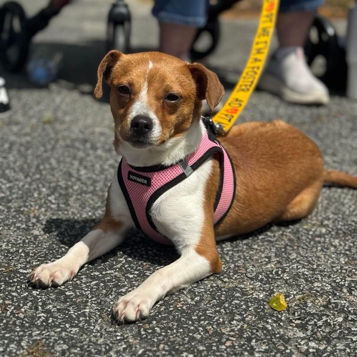 Jazzy, ADOPTABLE, Puppy Female Chihuahua.