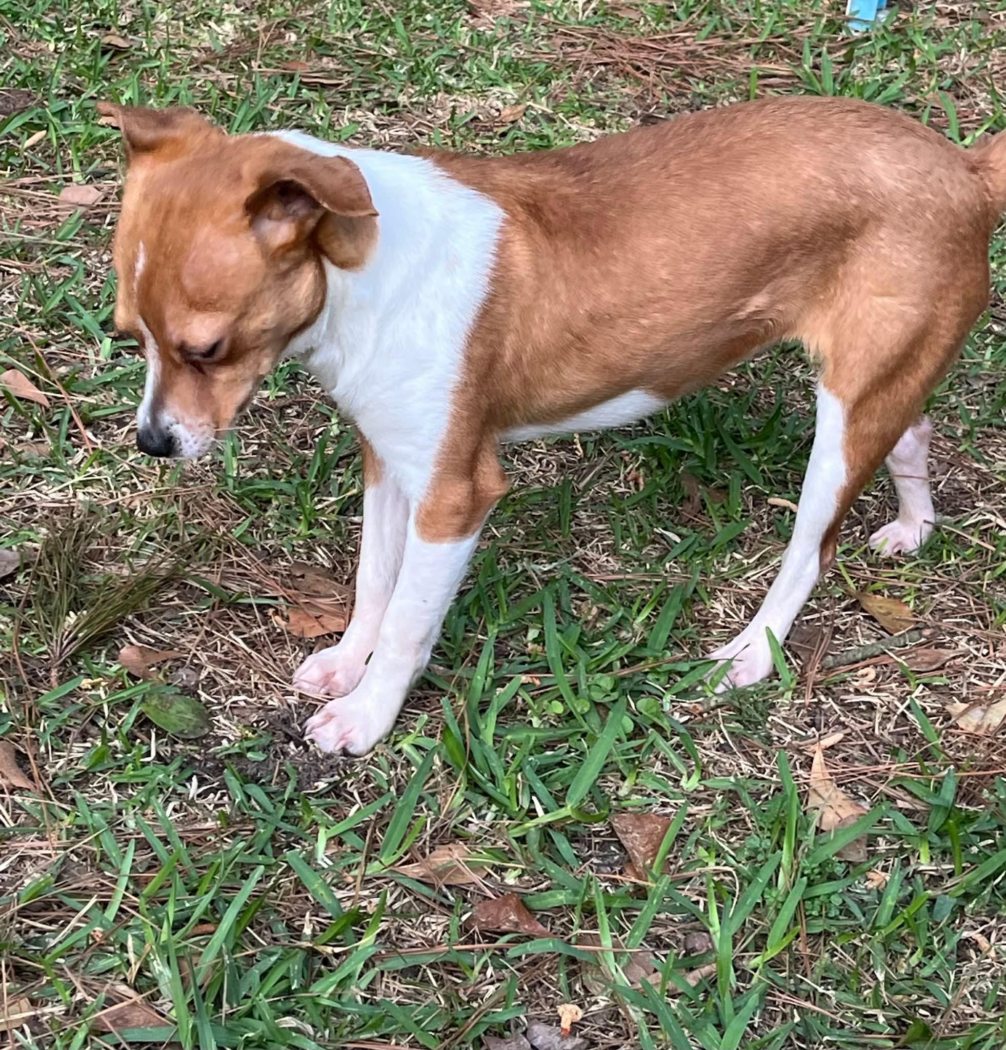 Enlarge Jazzy, a ADOPTABLE Chihuahua in Wando, SC image 2/6