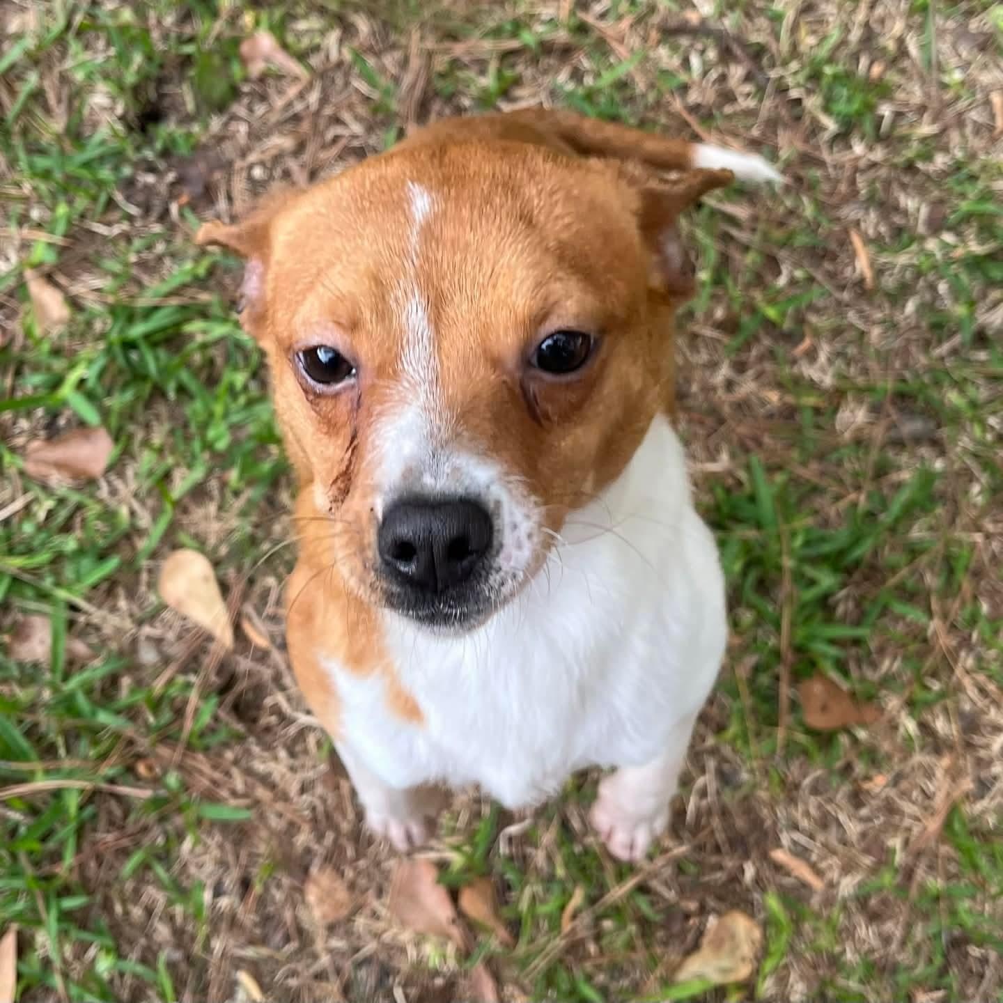 Enlarge Jazzy, a ADOPTABLE Chihuahua in Wando, SC image 5/6