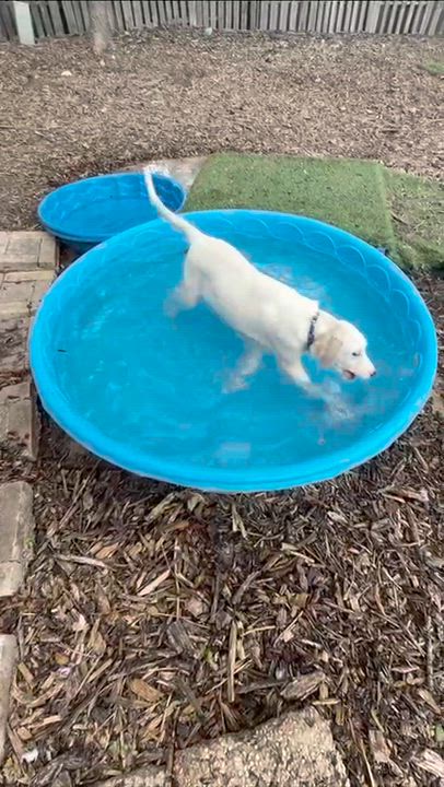 Enlarge Ladybug, a Adoptable mixed breed in Washougal, WA video 2/4