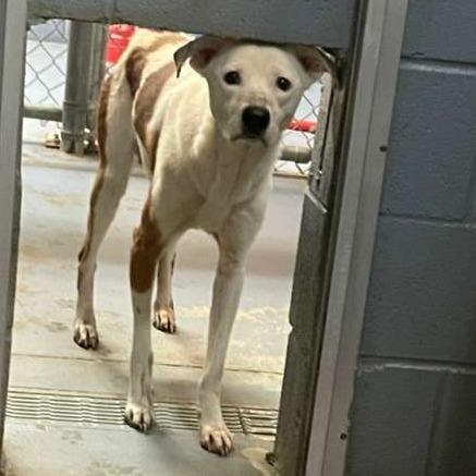 Enlarge Valkyrie, a Adoptable Mixed Breed in Gadsden, AL image 1/1