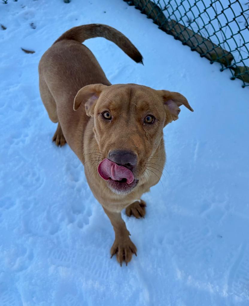 Marshmallow, Adoptable, Young Male Rhodesian Ridgeback.