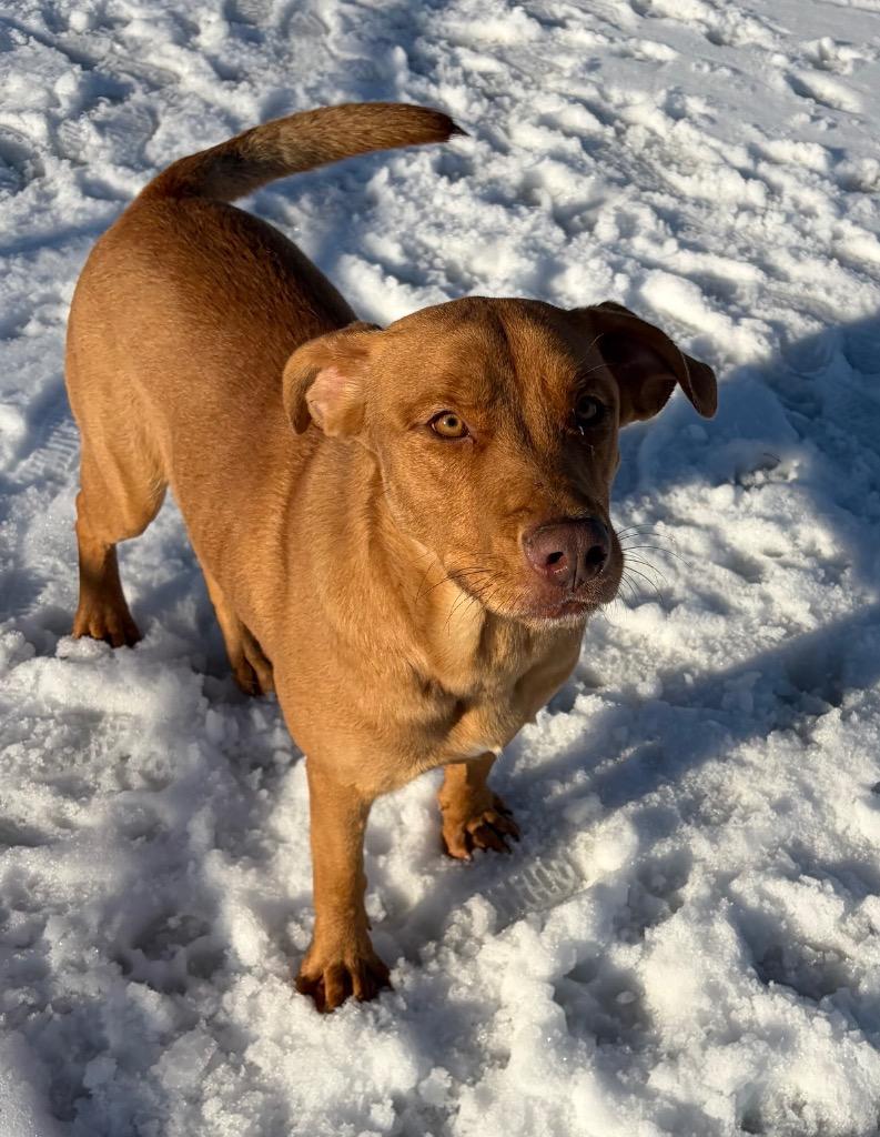 Enlarge Marshmallow, a Adoptable mixed breed in Little Rock, AR image 2/4