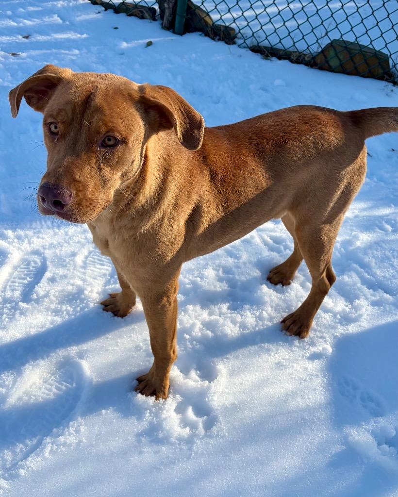 Enlarge Marshmallow, a Adoptable mixed breed in Little Rock, AR image 3/4