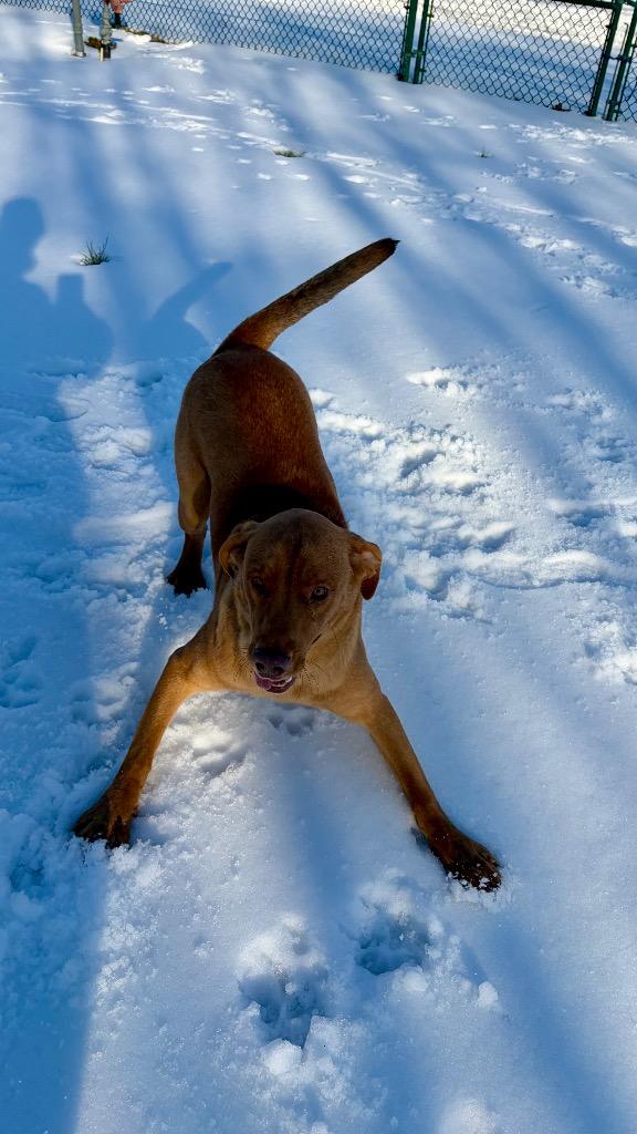 Enlarge Marshmallow, a Adoptable mixed breed in Little Rock, AR image 4/4