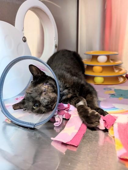 Elfin, Adoptable, Kitten Female Domestic Short Hair & Domestic Short Hair.
