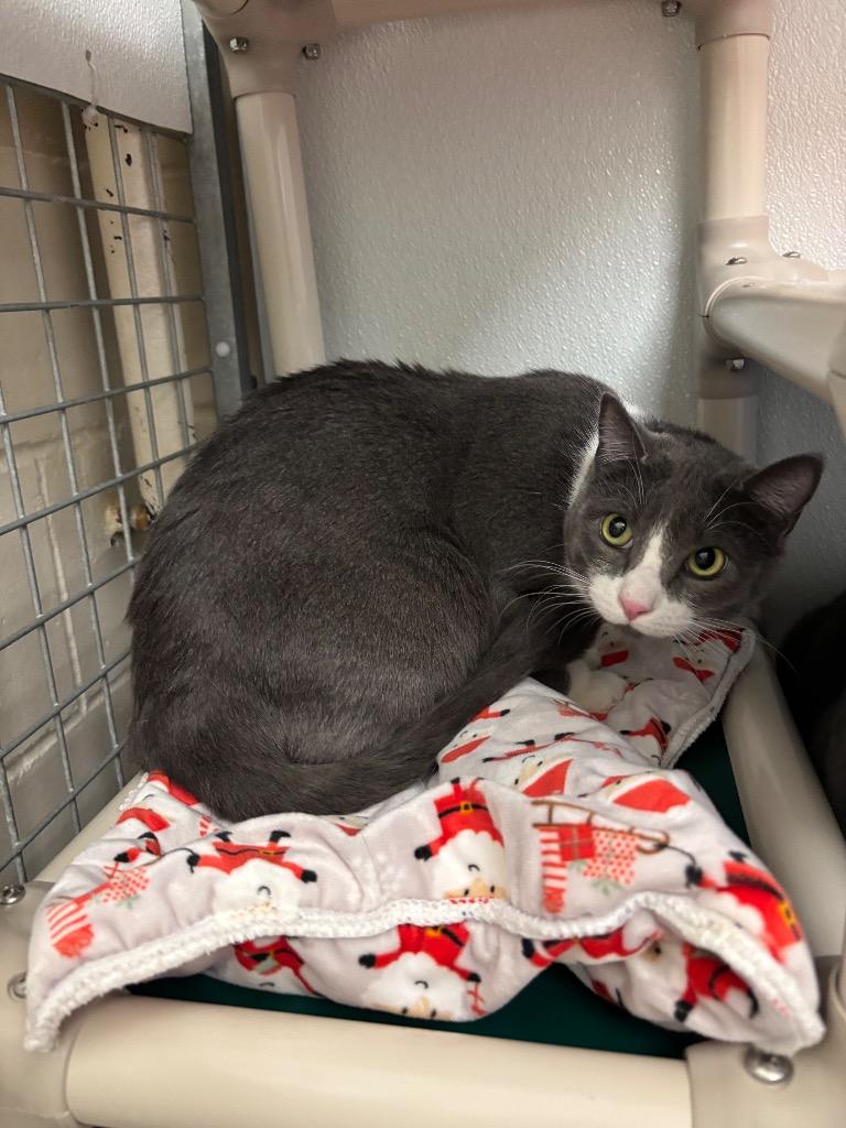 Espresso, Adoptable, Young Female Domestic Short Hair.