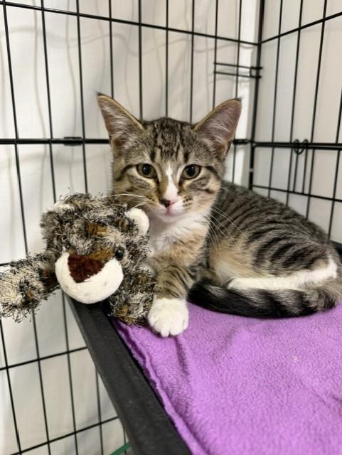 Poppy, ADOPTABLE, Kitten Female Domestic Short Hair.
