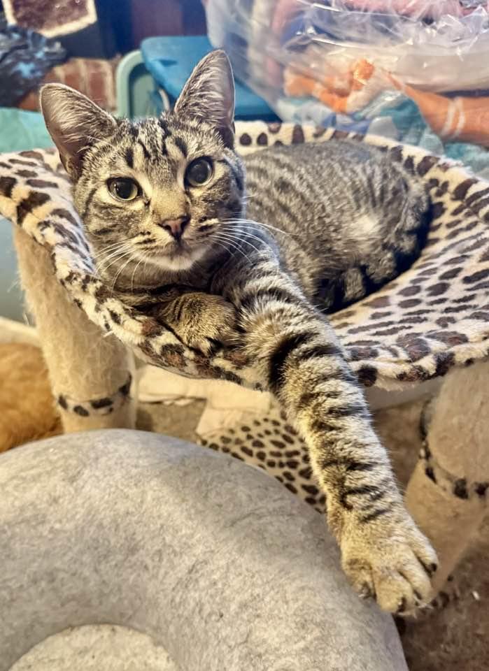 Enlarge Neeko, a Adoptable Tabby in Columbia, SC image 1/1