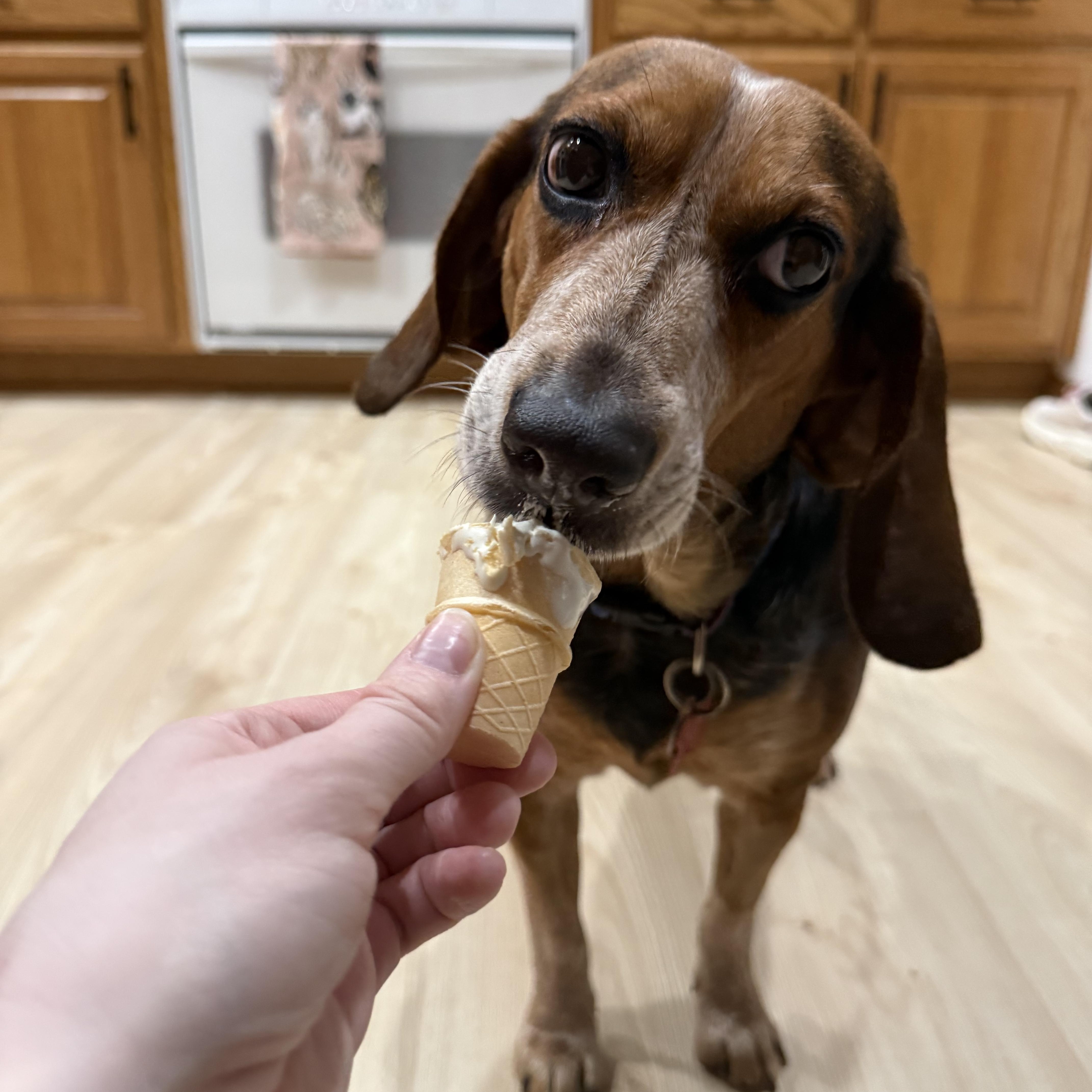 Enlarge Opal, an adopted mixed breed in Springfield, MO image 3/6