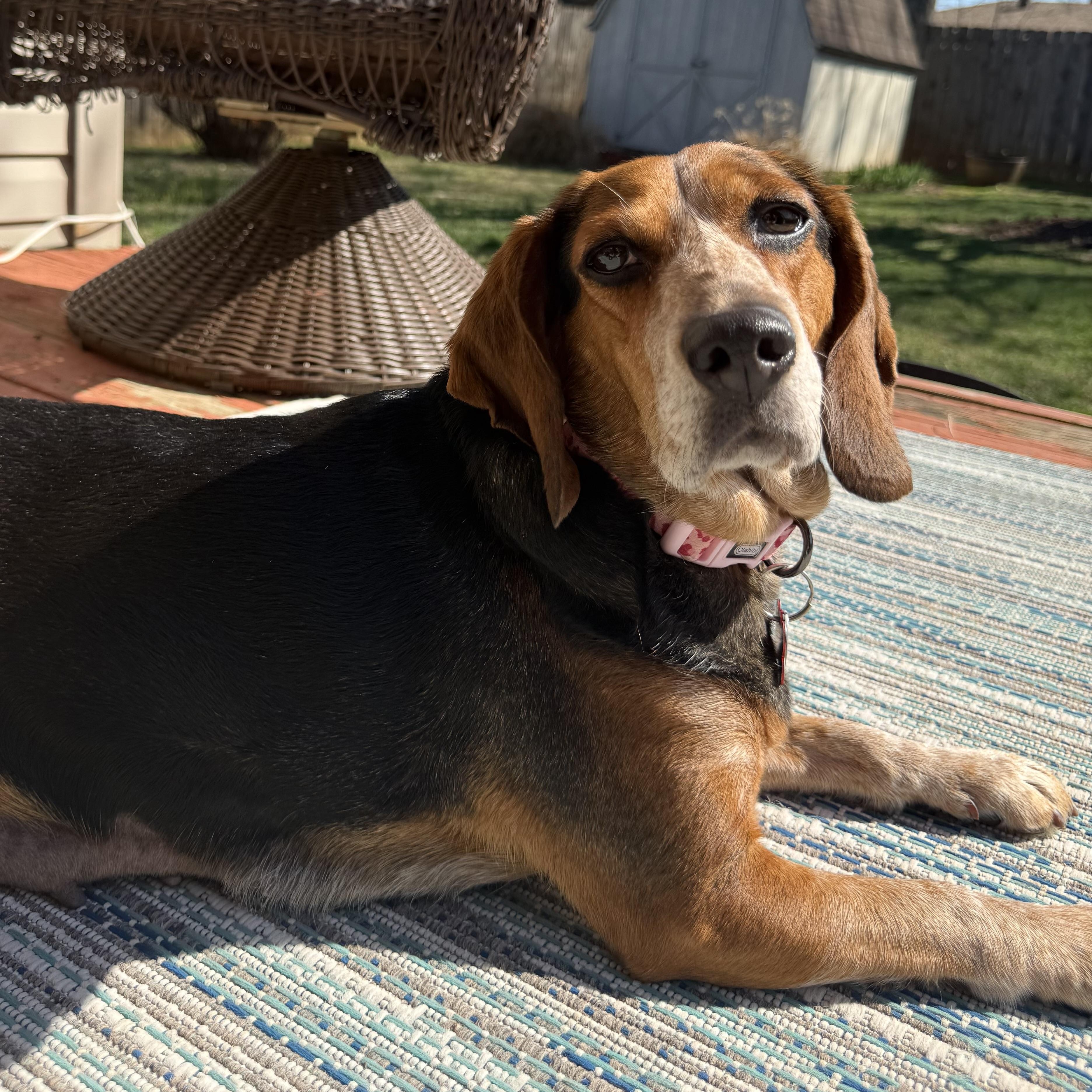 Enlarge Opal, an adopted mixed breed in Springfield, MO image 4/6