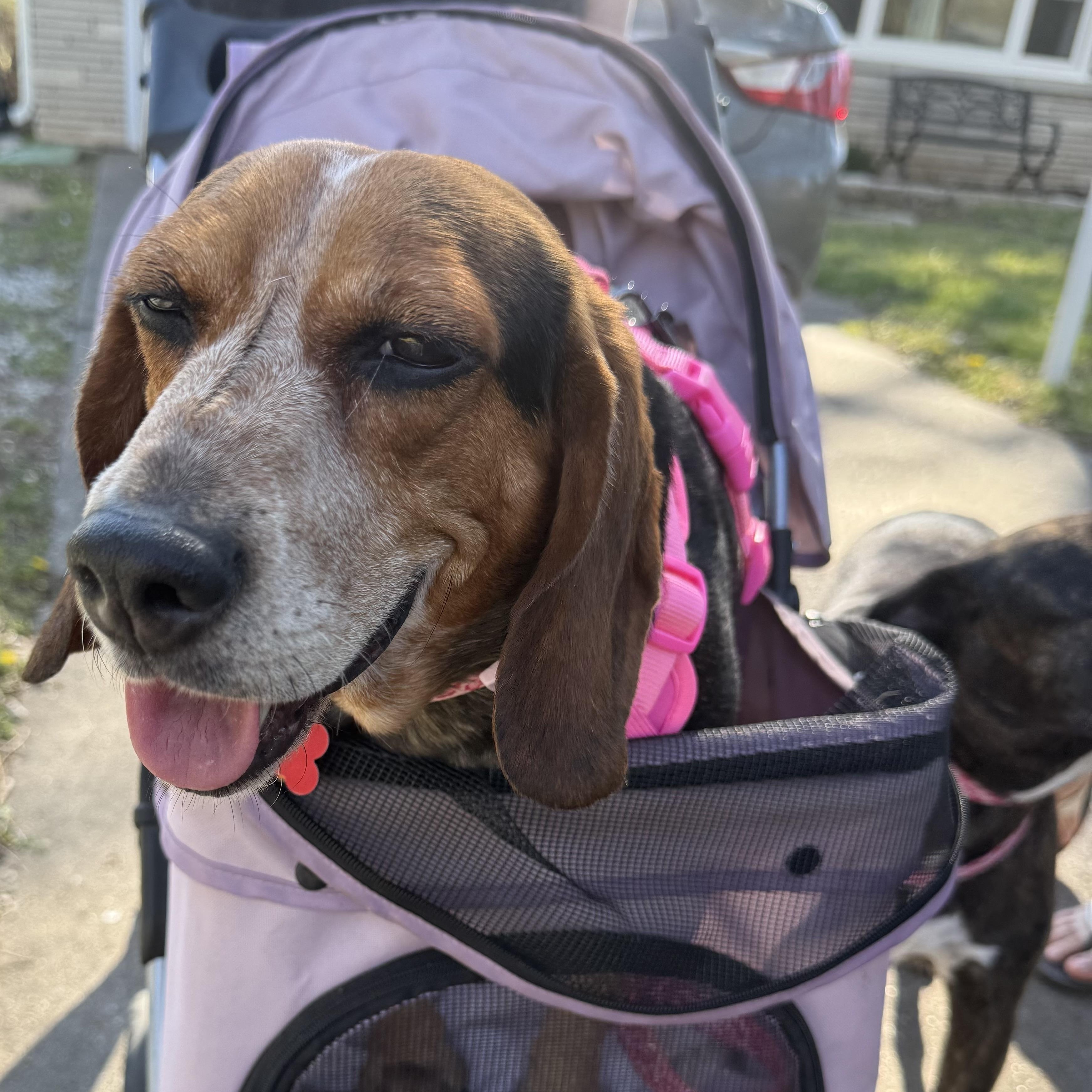 Enlarge Opal, an adopted mixed breed in Springfield, MO image 6/6