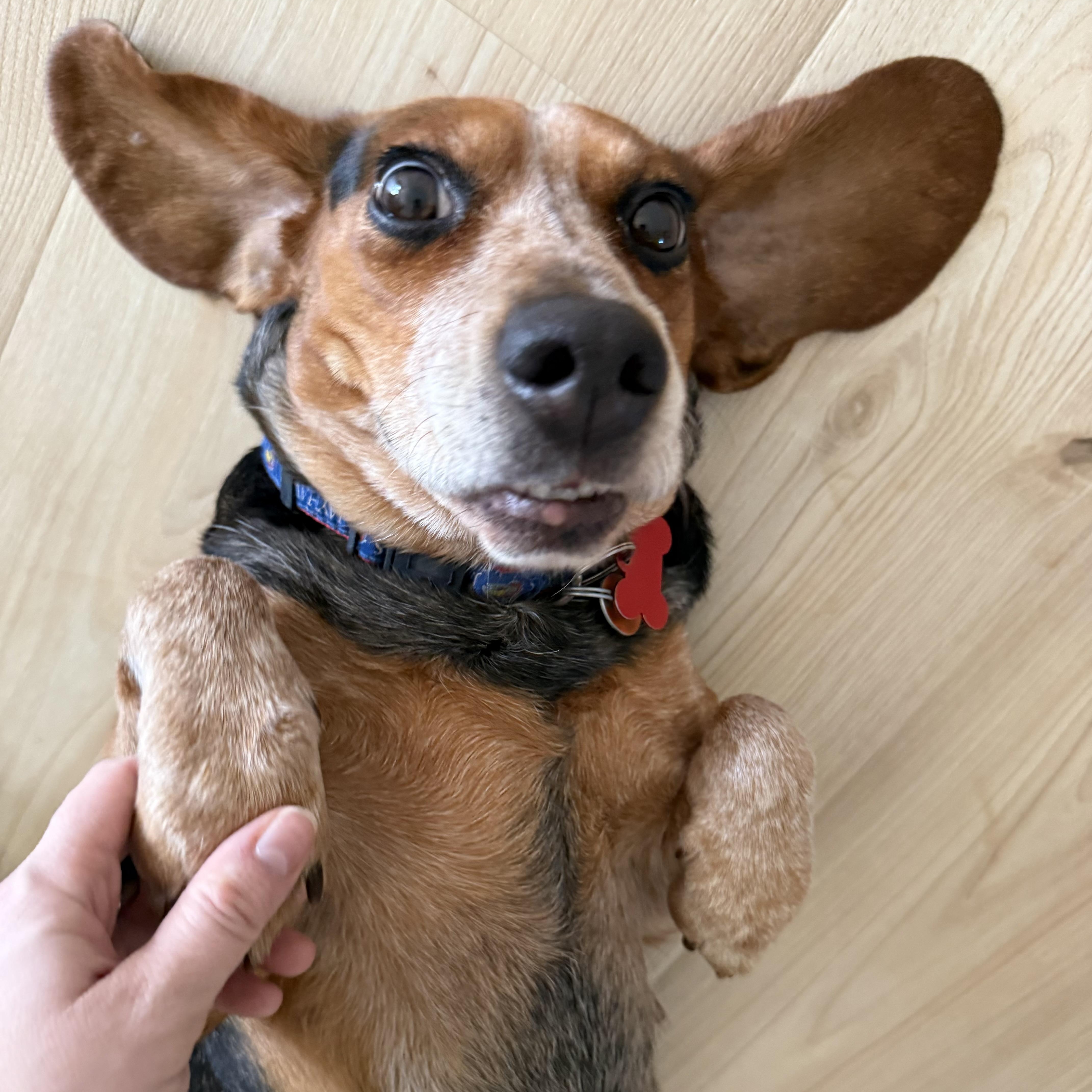 Enlarge Opal, an adopted mixed breed in Springfield, MO image 2/6