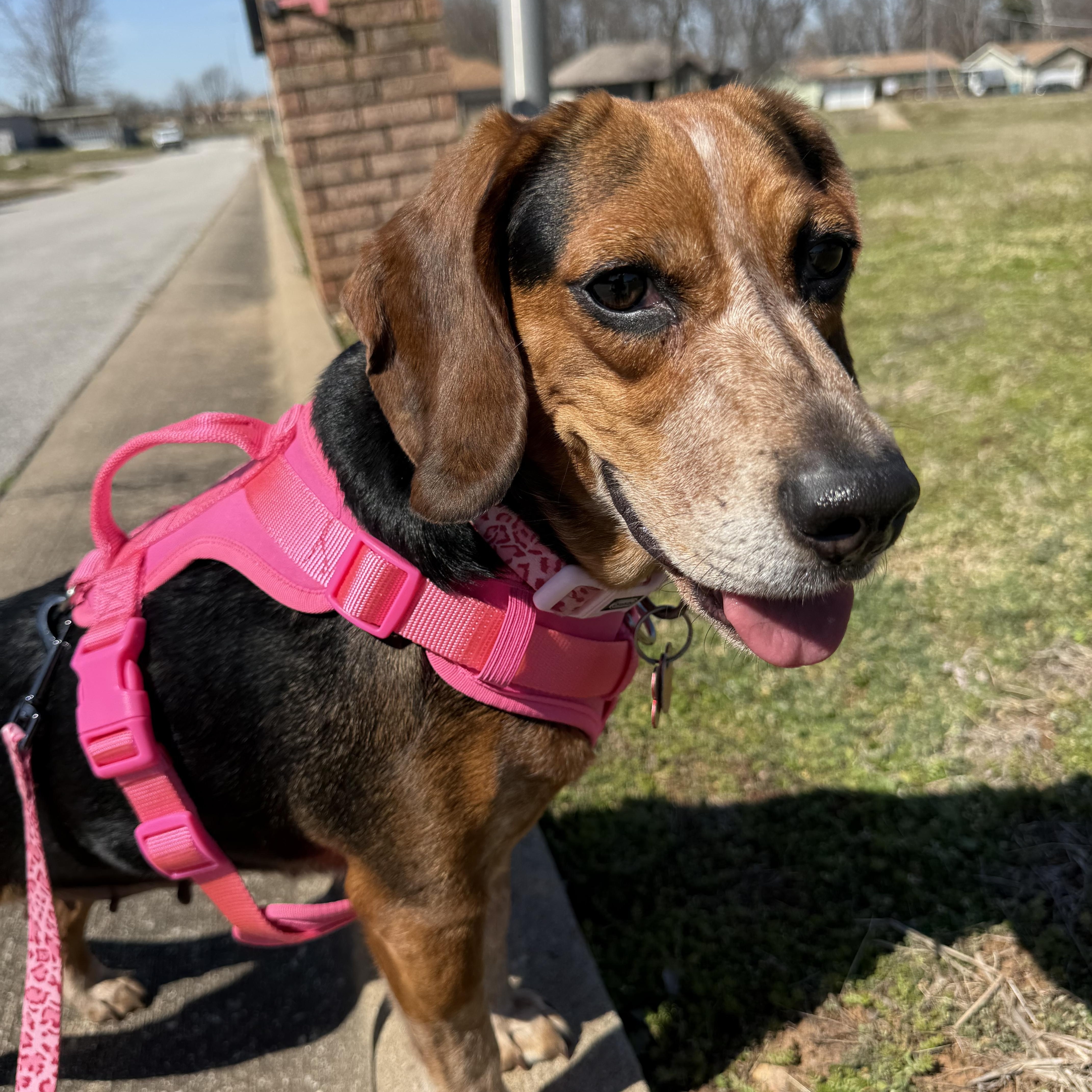 Enlarge Opal, an adopted mixed breed in Springfield, MO image 5/6