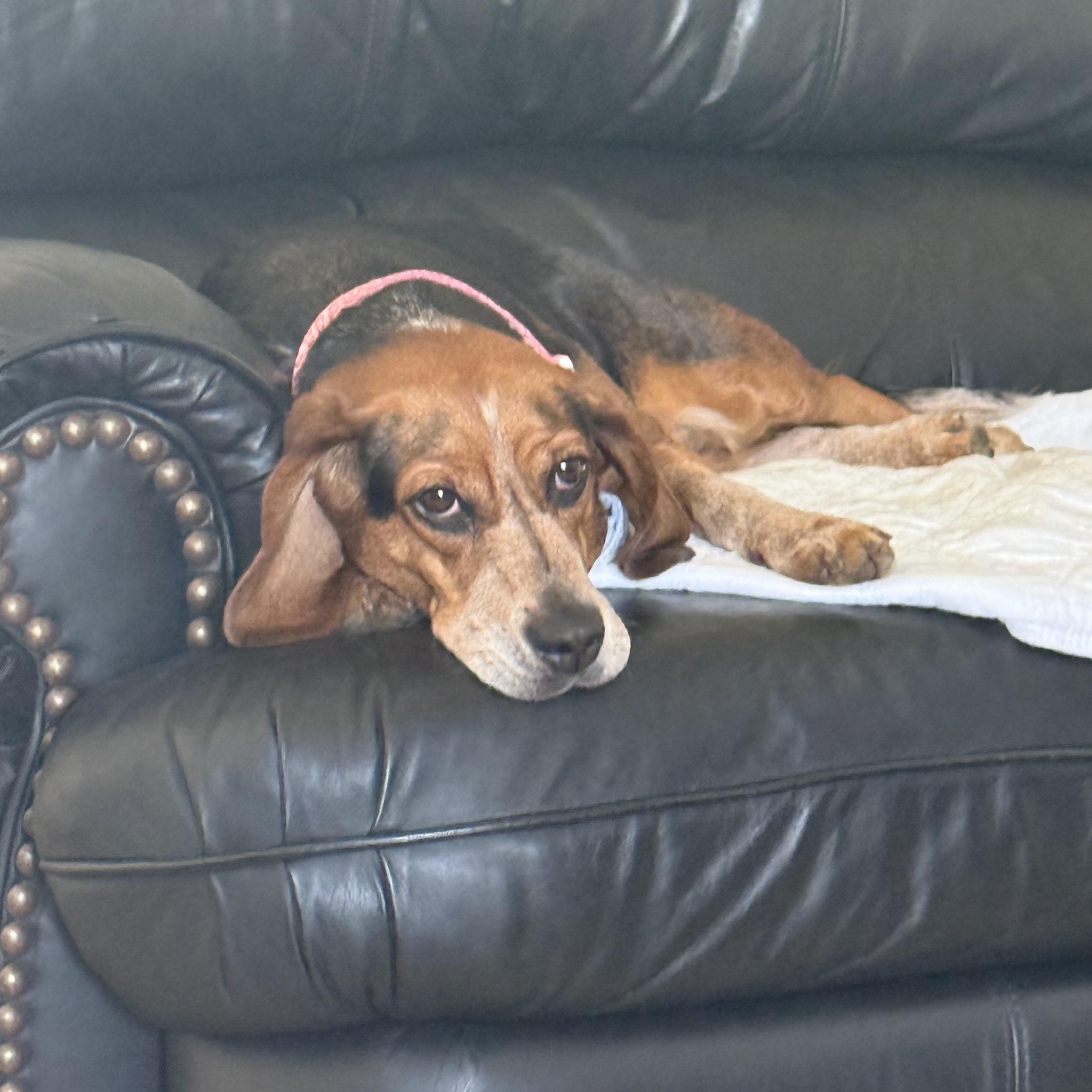 Opal, adopted, Adult Female Beagle & Mixed Breed.