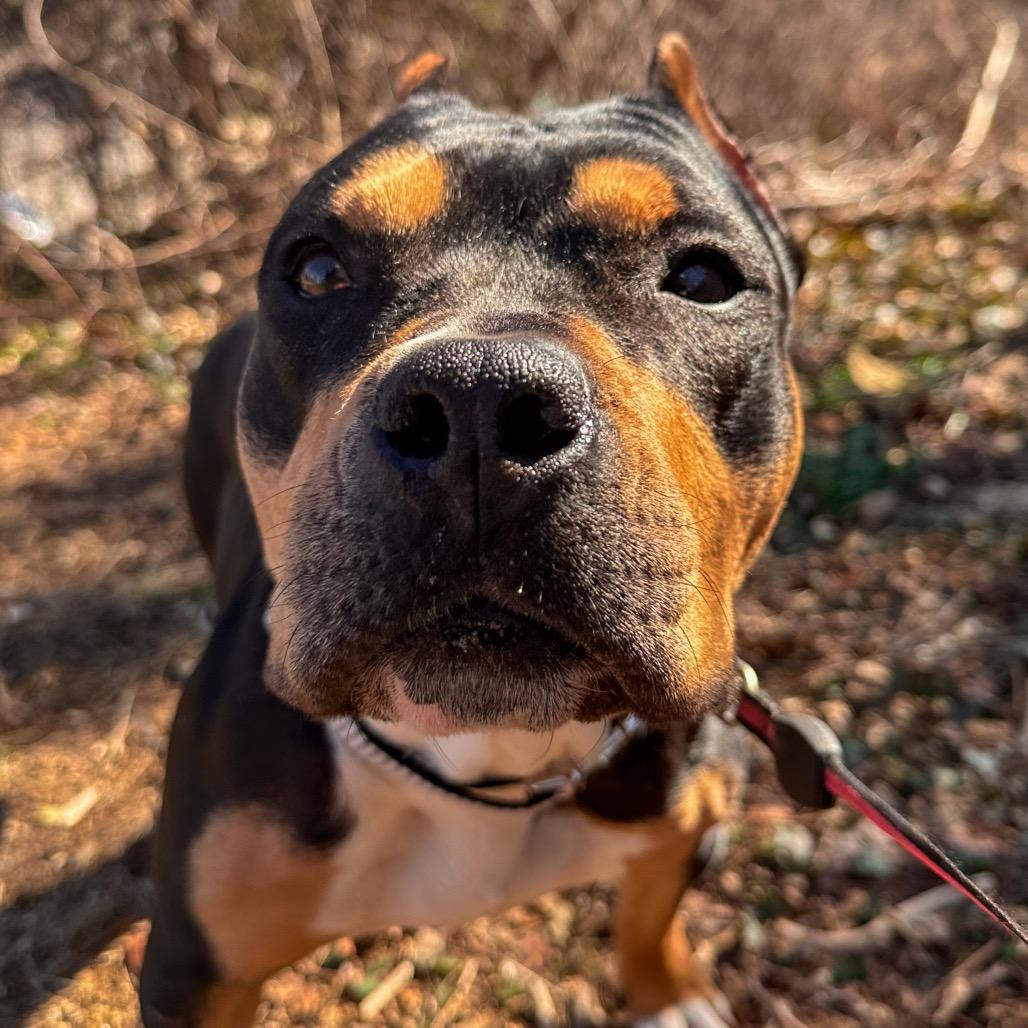 Sophie, Adoptable, Adult Female Pit Bull Terrier.