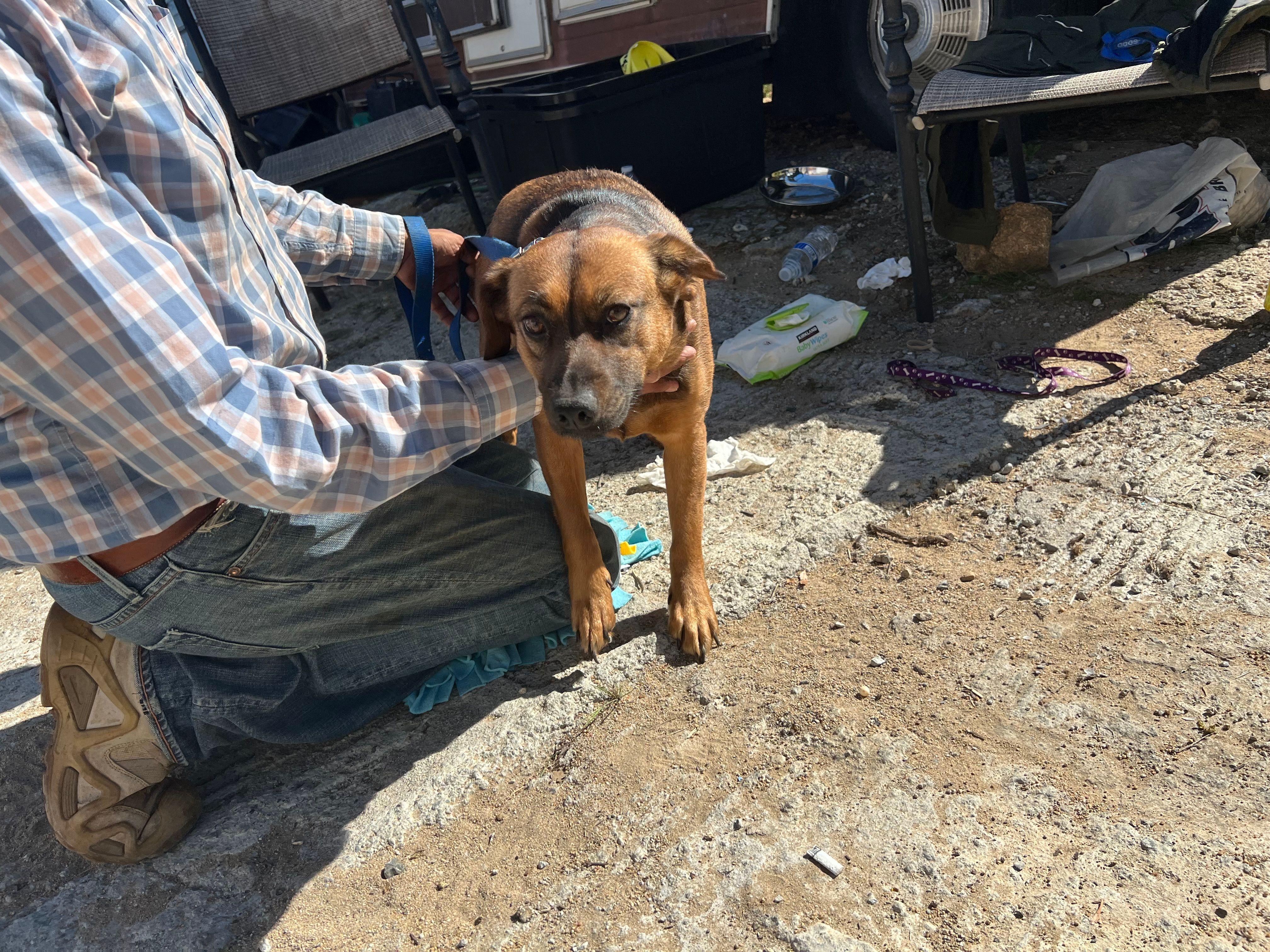 Enlarge Grandiosa, a Adoptable mixed breed in Bakersfield, CA image 2/6