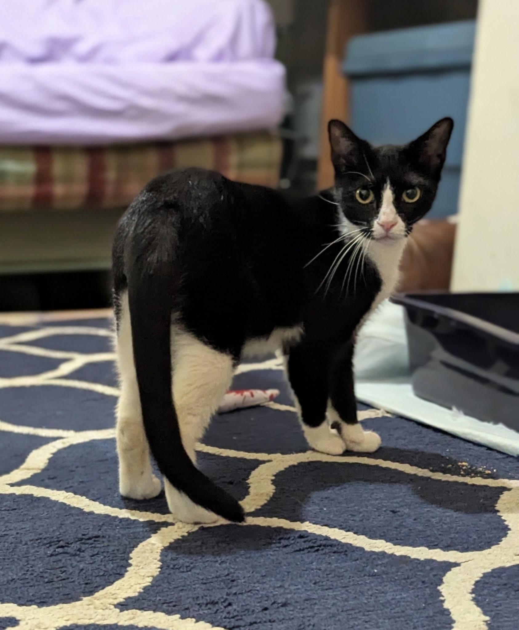 Enlarge Juliette- Your New Best Friend, a Adoptable American Shorthair in Newburgh, NY image 1/6