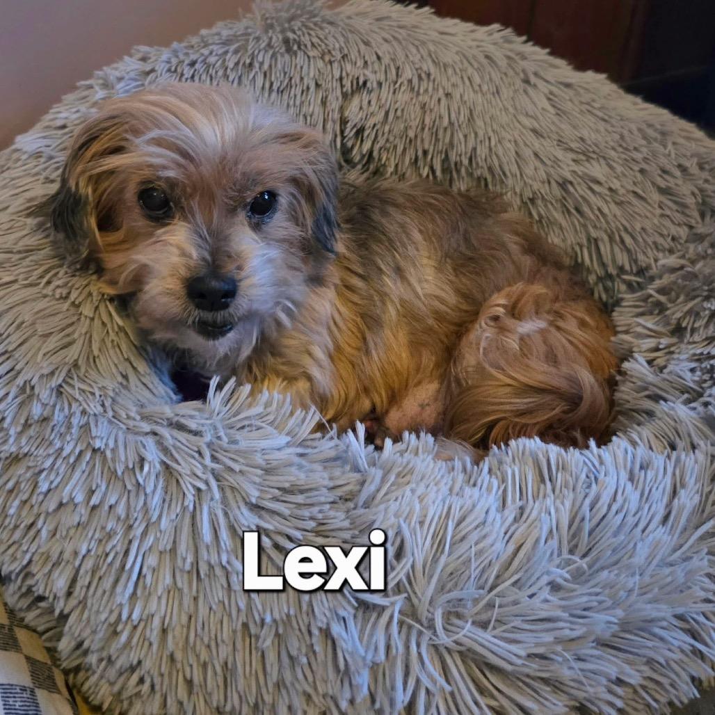 Lexi, a Adoptable Mixed Breed in Tunkhannock, PA image 2/4
