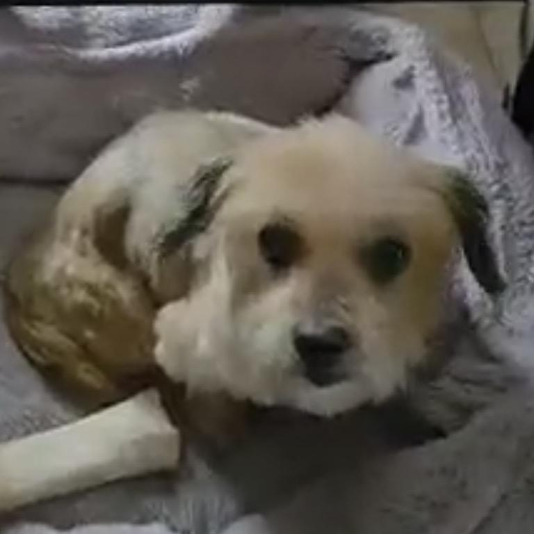 Lexi, a Adoptable Mixed Breed in Tunkhannock, PA image 4/4