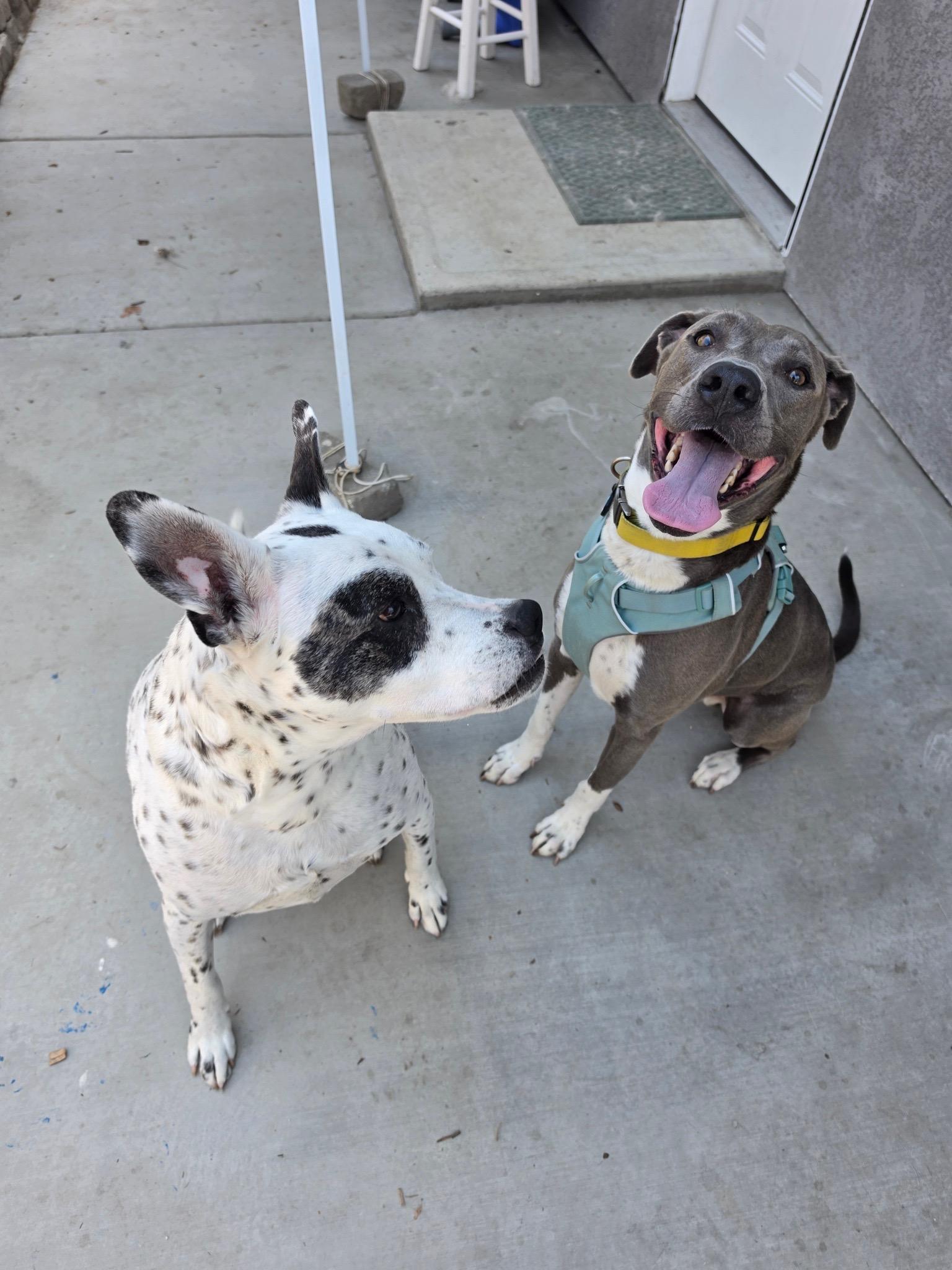 Enlarge Aspen, a Adoptable American Staffordshire Terrier in Los Angeles , CA image 6/6