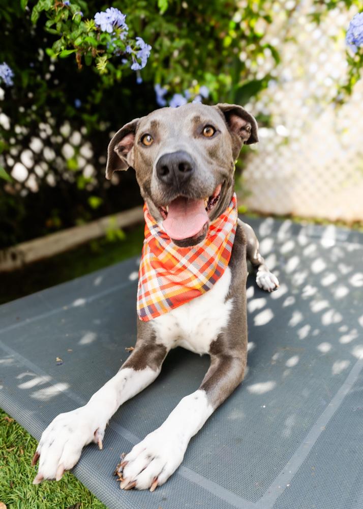 Enlarge Aspen, a Adoptable American Staffordshire Terrier in Los Angeles , CA image 5/6