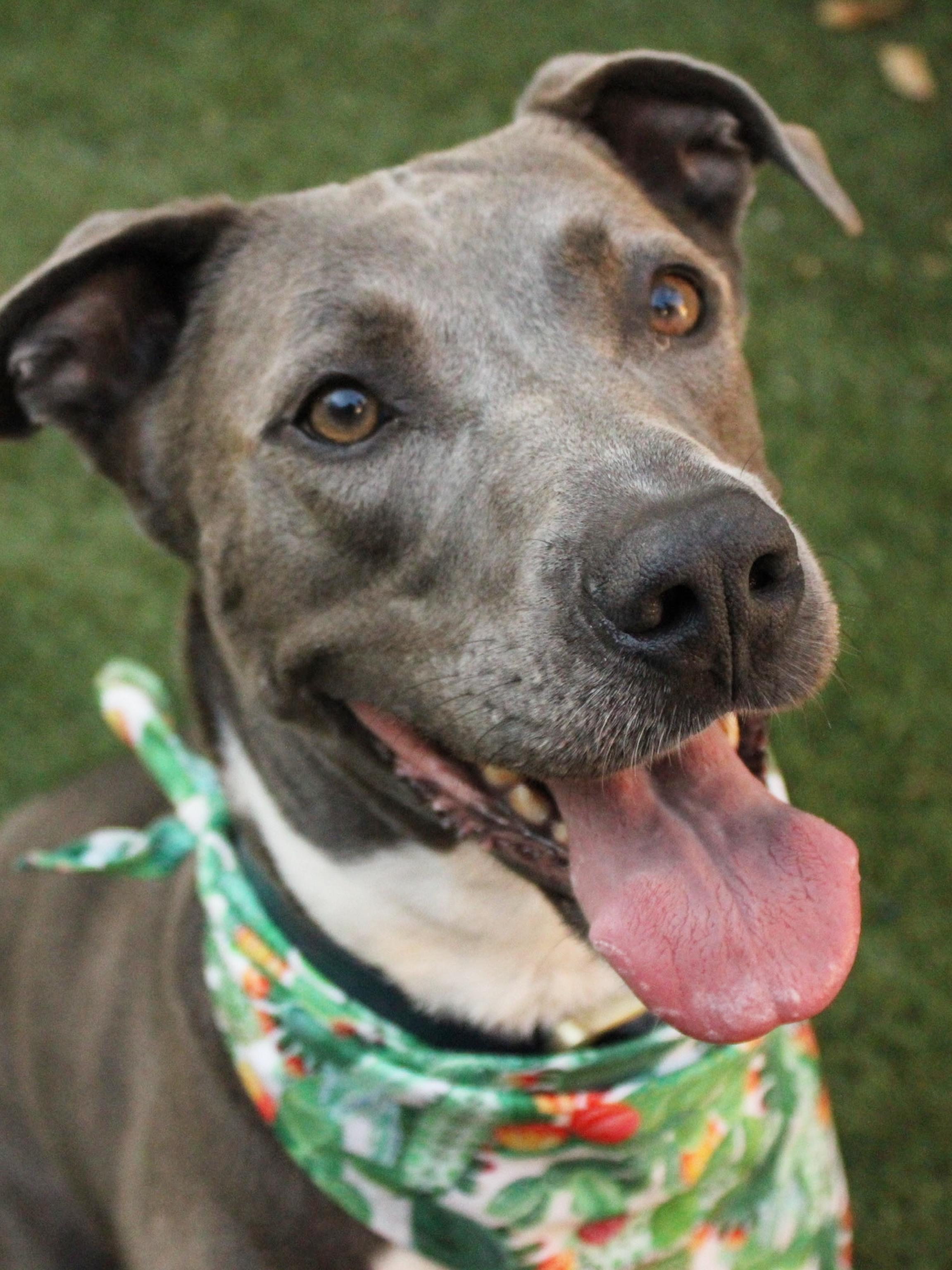 Enlarge Aspen, a Adoptable American Staffordshire Terrier in Los Angeles , CA image 1/6