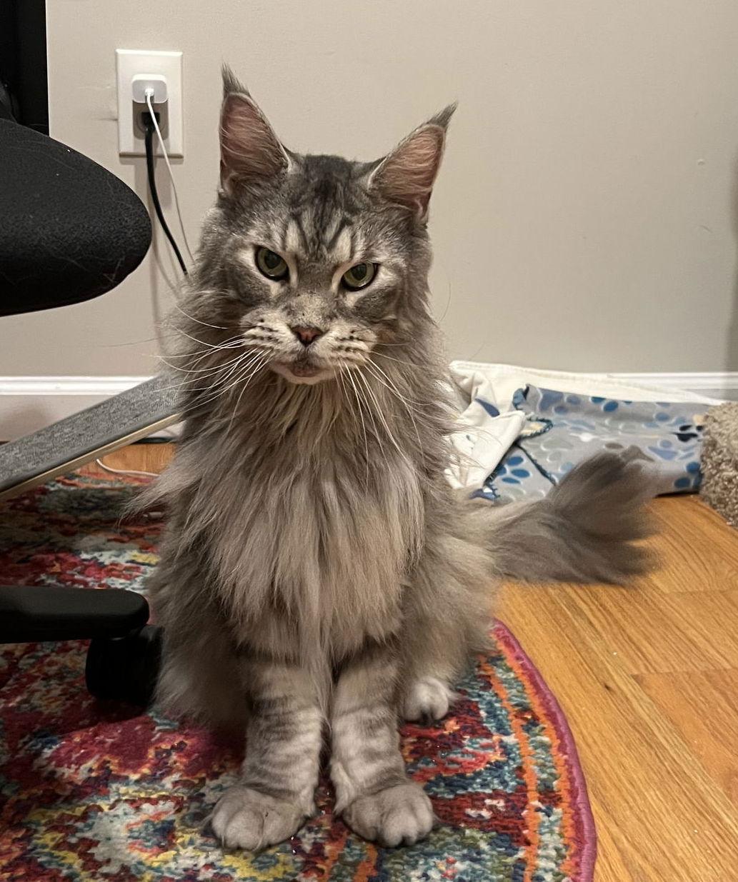 Juke, Adopted, Senior Male Maine Coon.