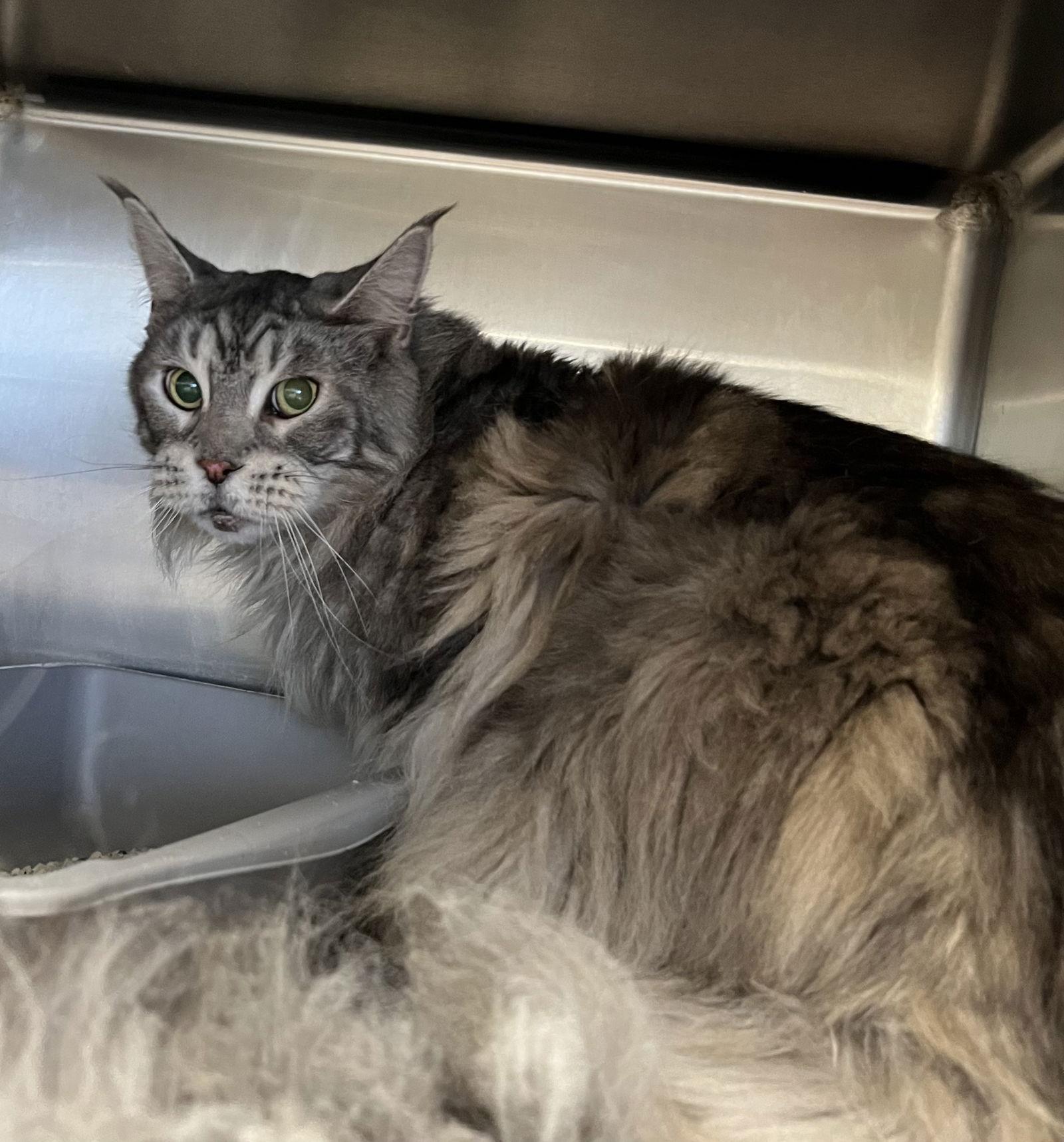 Enlarge Juke, a Adopted Maine Coon in Absecon, NJ image 2/2