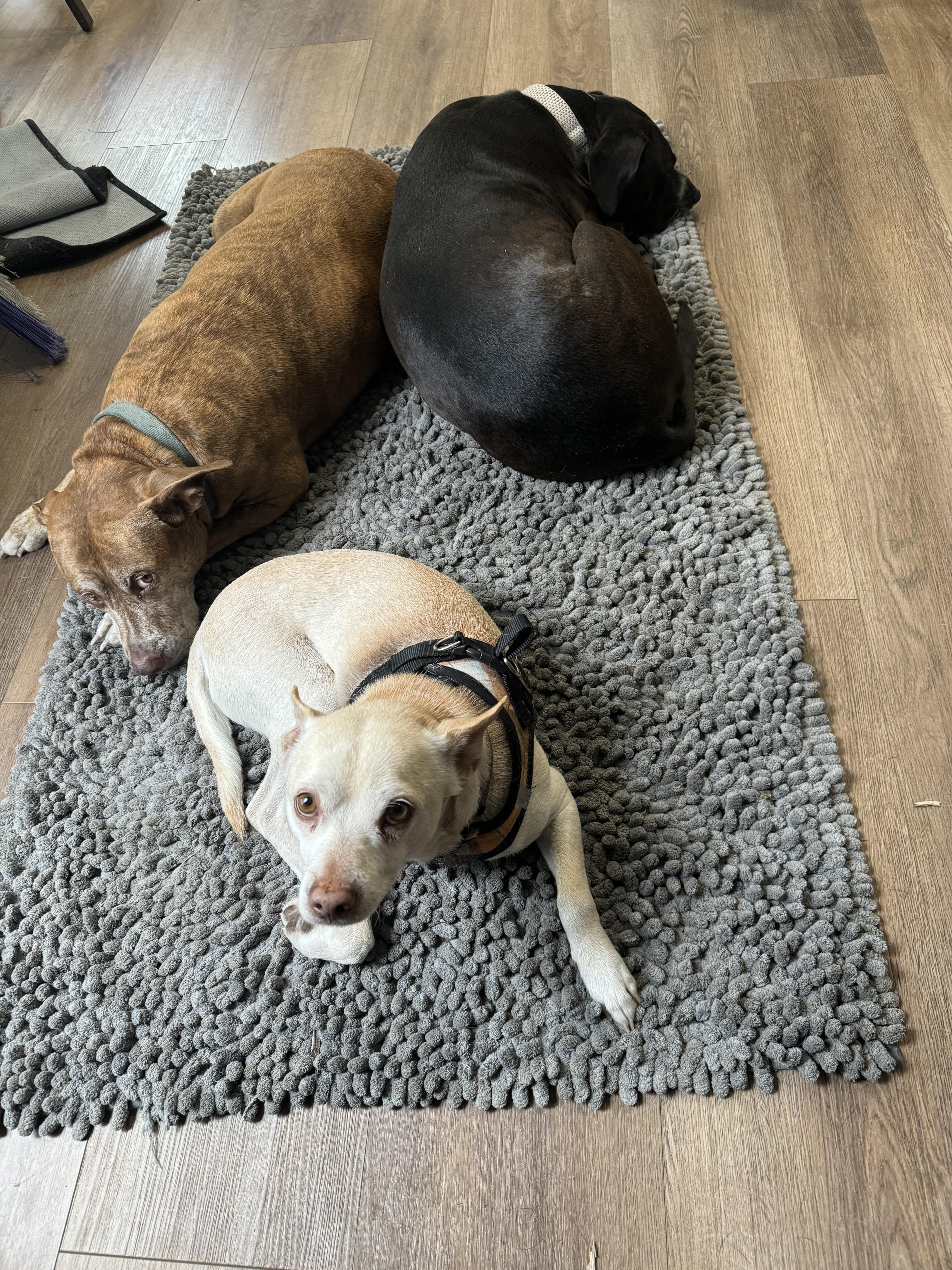 Little Andy thumbnail 4