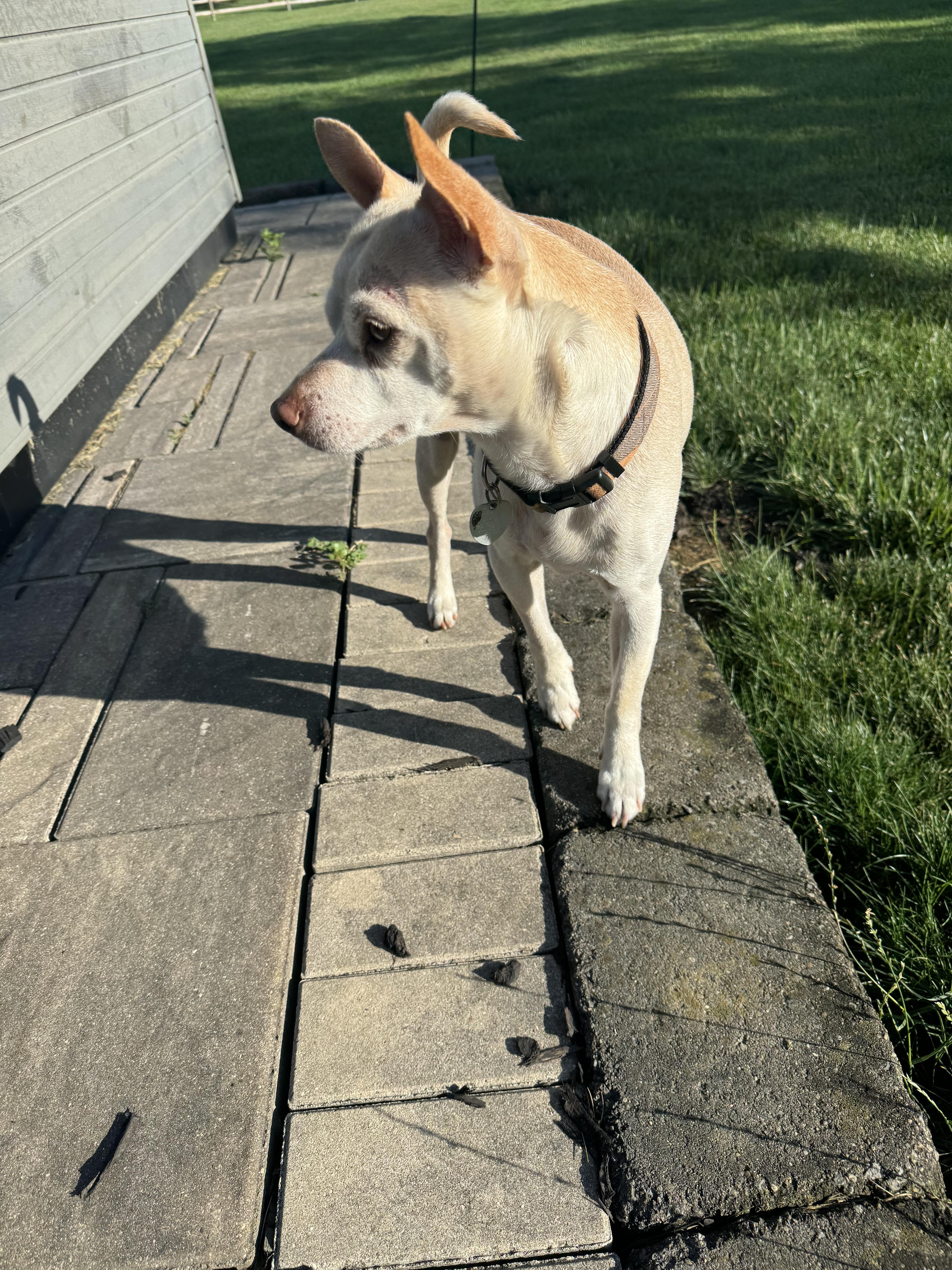 Little Andy thumbnail 5