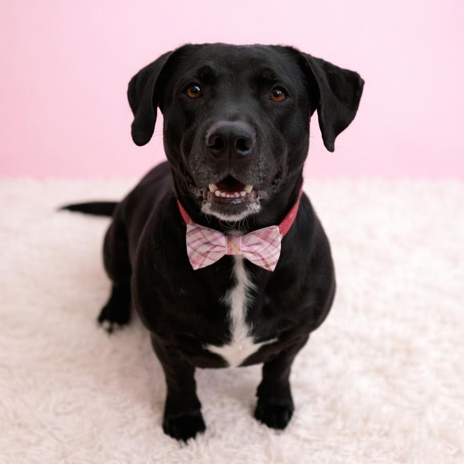 Darla — thumbnail 2