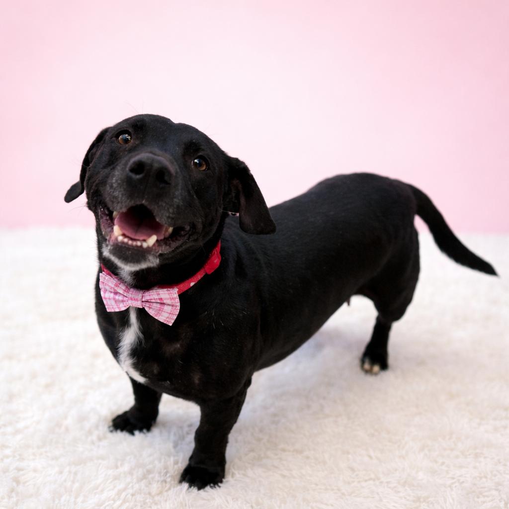 Darla — thumbnail 3