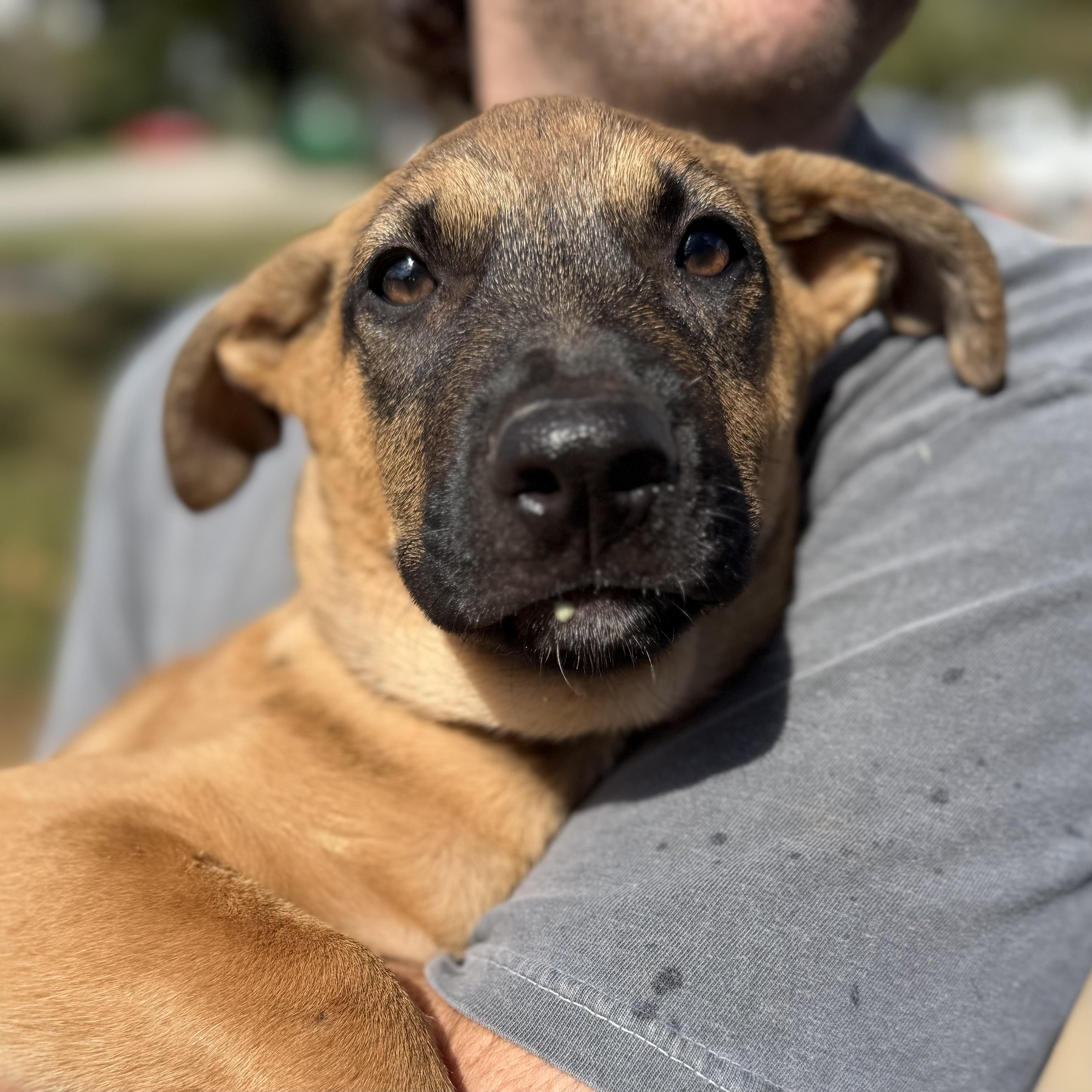 Rudy, Adoptable, Puppy Male Mixed Breed.