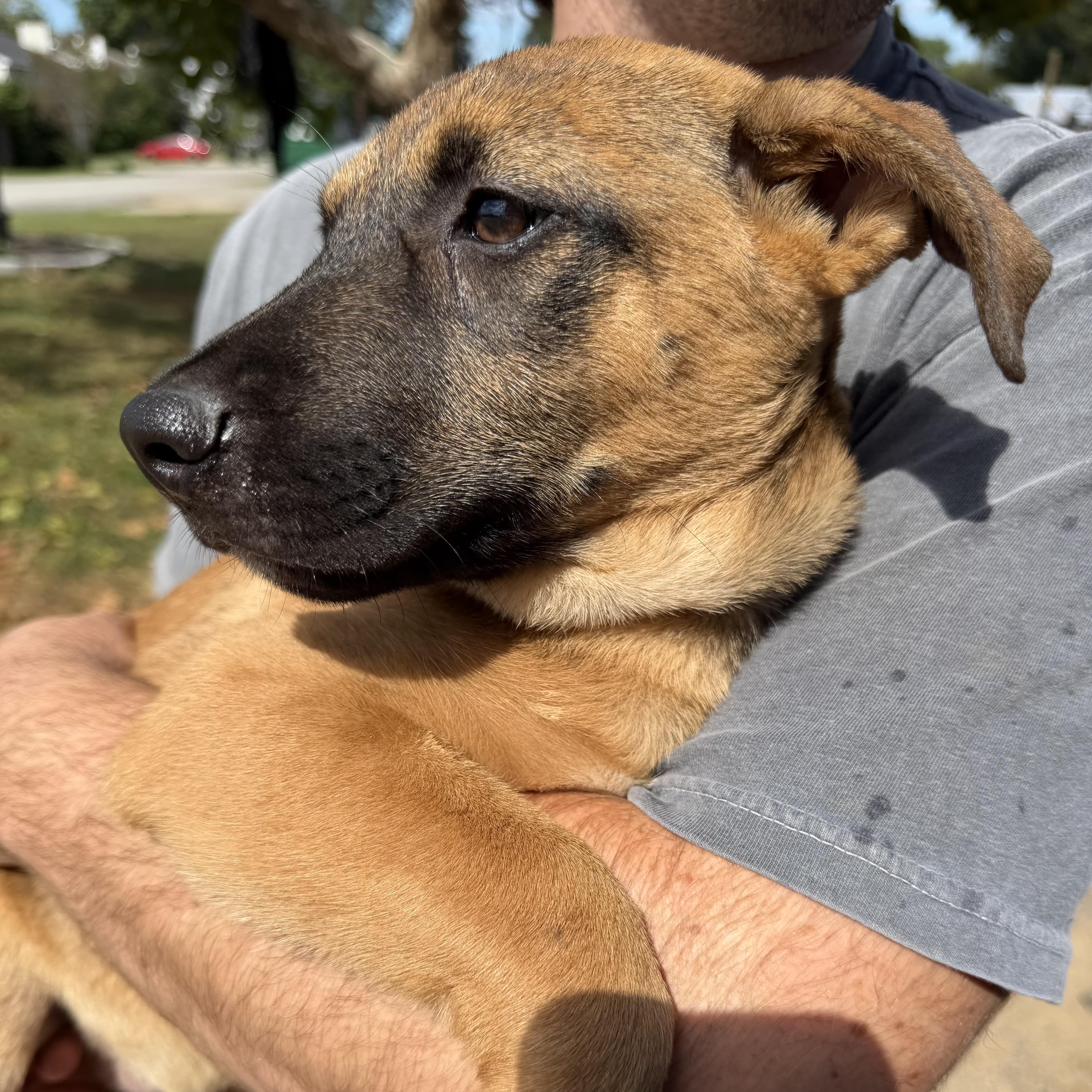Enlarge Rudy, a Adoptable Mixed Breed in Northwood, NH image 3/3