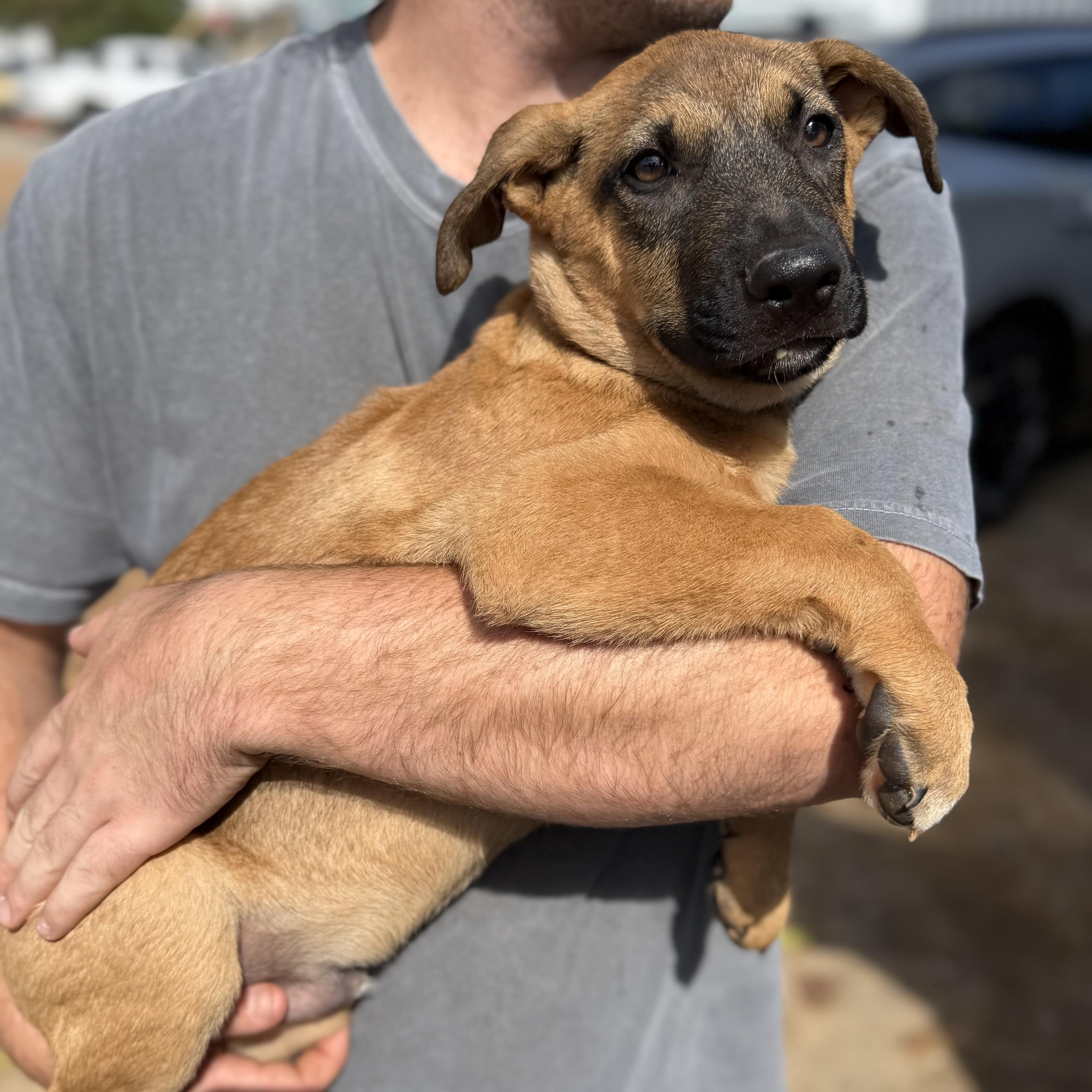 Enlarge Rudy, a Adoptable Mixed Breed in Northwood, NH image 2/3