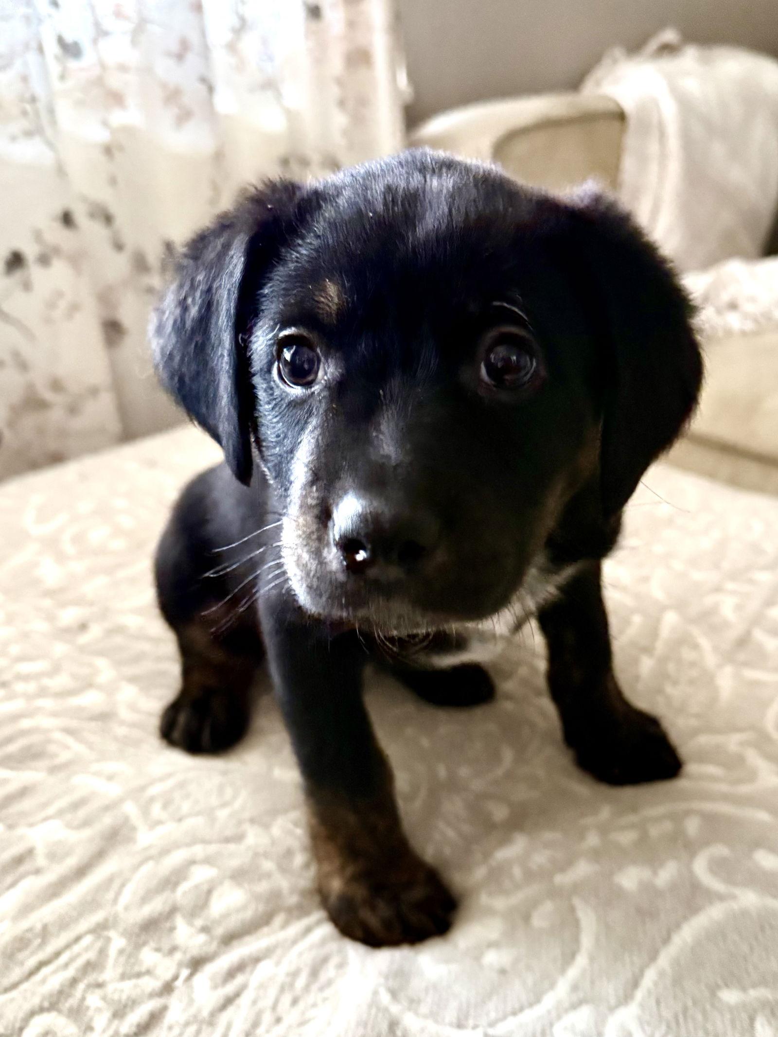 Felipe, Adoptable, Puppy Male Labrador Retriever.