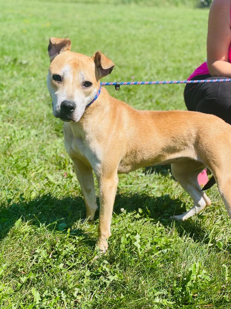 Amelia, a Adoptable mixed breed in Lima, OH image 1/6