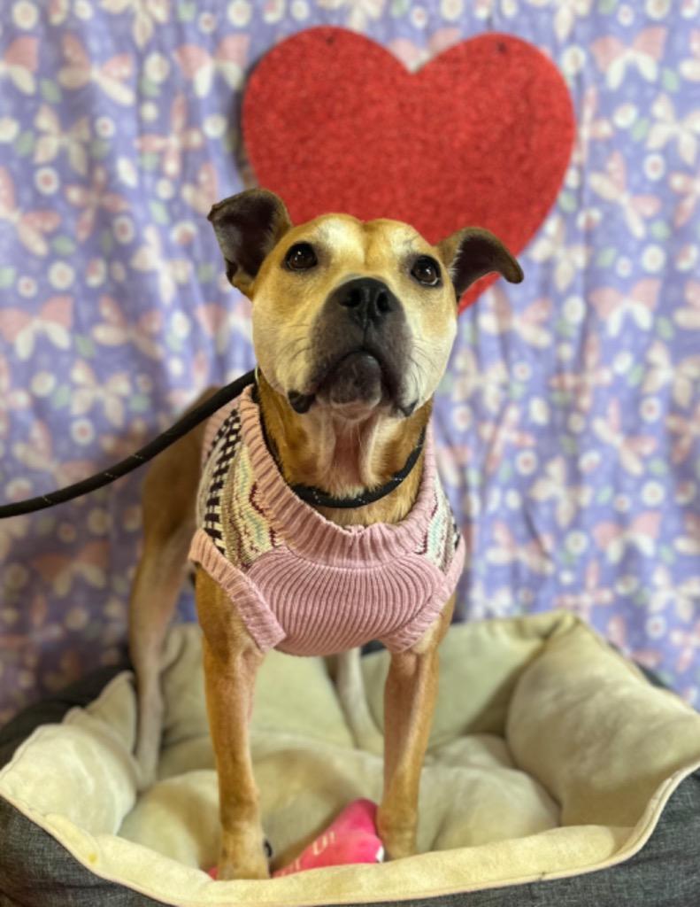 Enlarge Amelia, a Adoptable mixed breed in Lima, OH image 2/6