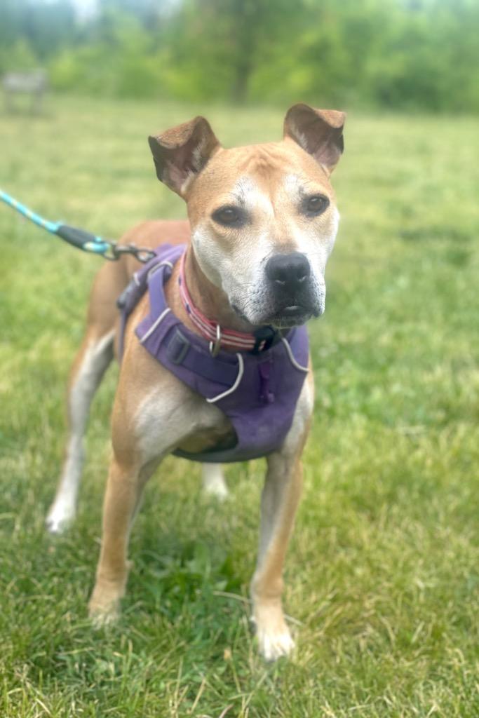 Enlarge Amelia, a Adoptable mixed breed in Lima, OH image 4/6