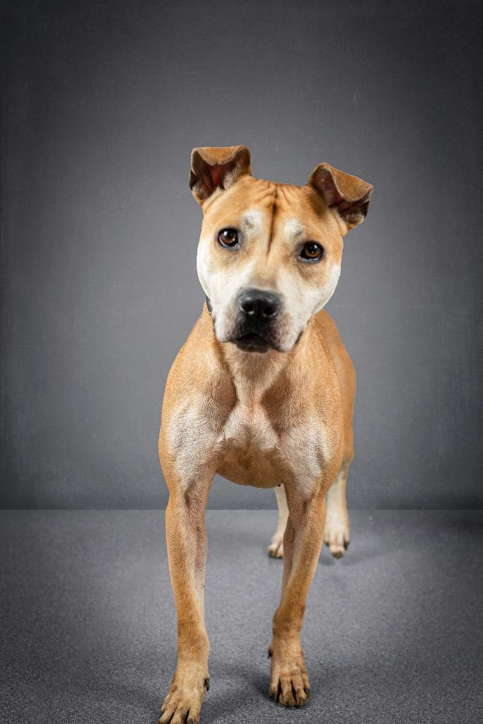 Amelia, a Adoptable mixed breed in Lima, OH image 2/6