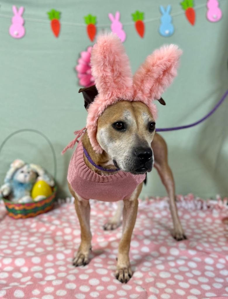 Enlarge Amelia, a Adoptable mixed breed in Lima, OH image 6/6