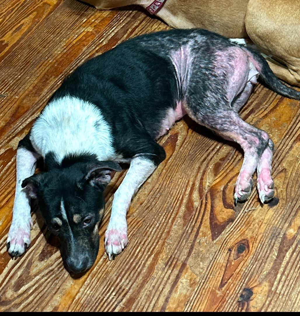 Enlarge Penny, a Adoptable Mixed Breed in Waynesboro, TN image 1/4